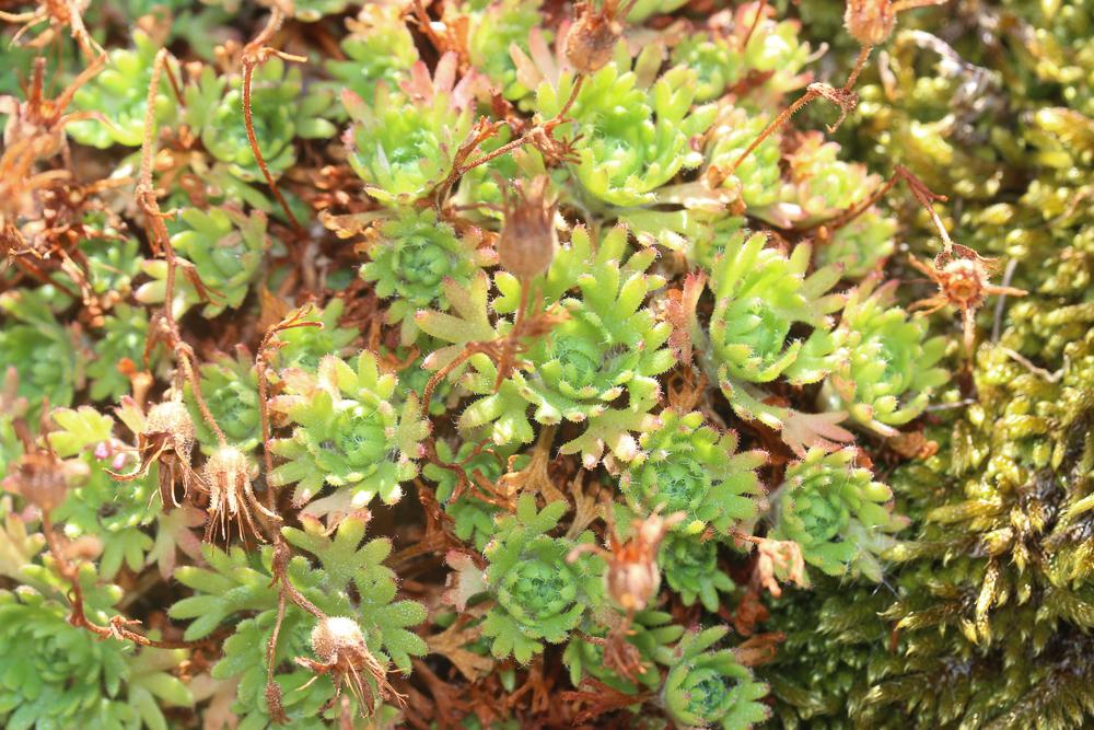 Saxifrage Corne-de-cerf Saxifraga cervicornis Viv., 1825