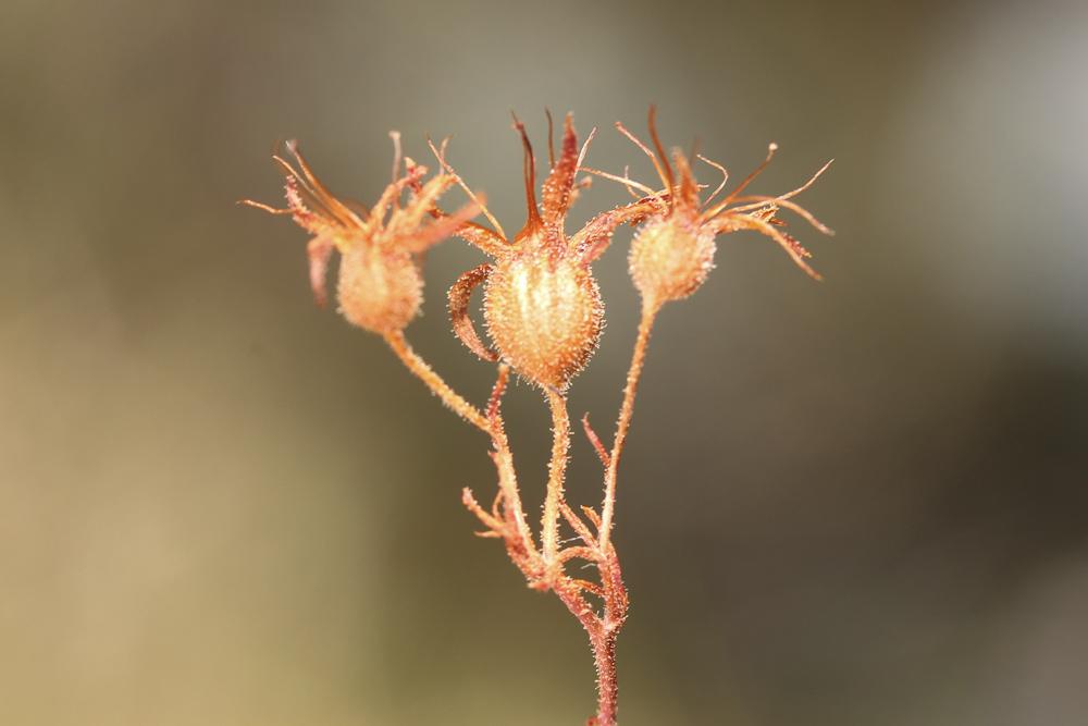 Saxifrage Corne-de-cerf Saxifraga cervicornis Viv., 1825