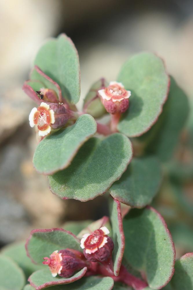 Euphorbe petit-figuier, Monnoyère Euphorbia chamaesyce L., 1753