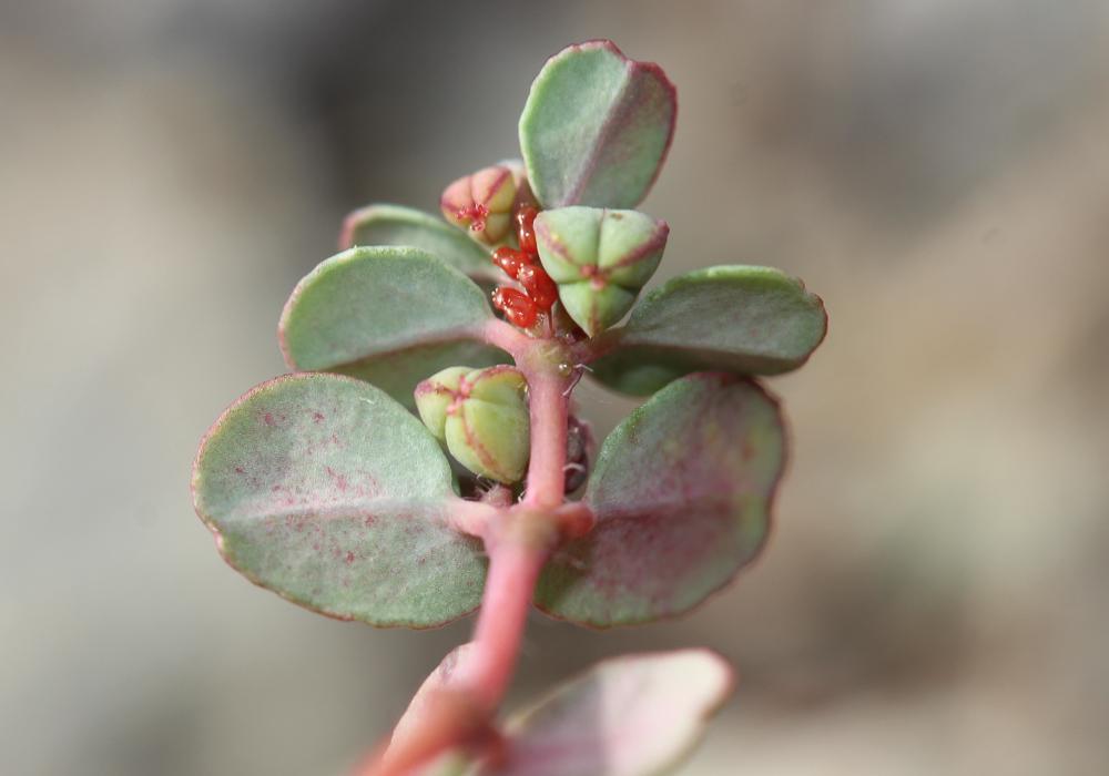 Euphorbe petit-figuier, Monnoyère Euphorbia chamaesyce L., 1753