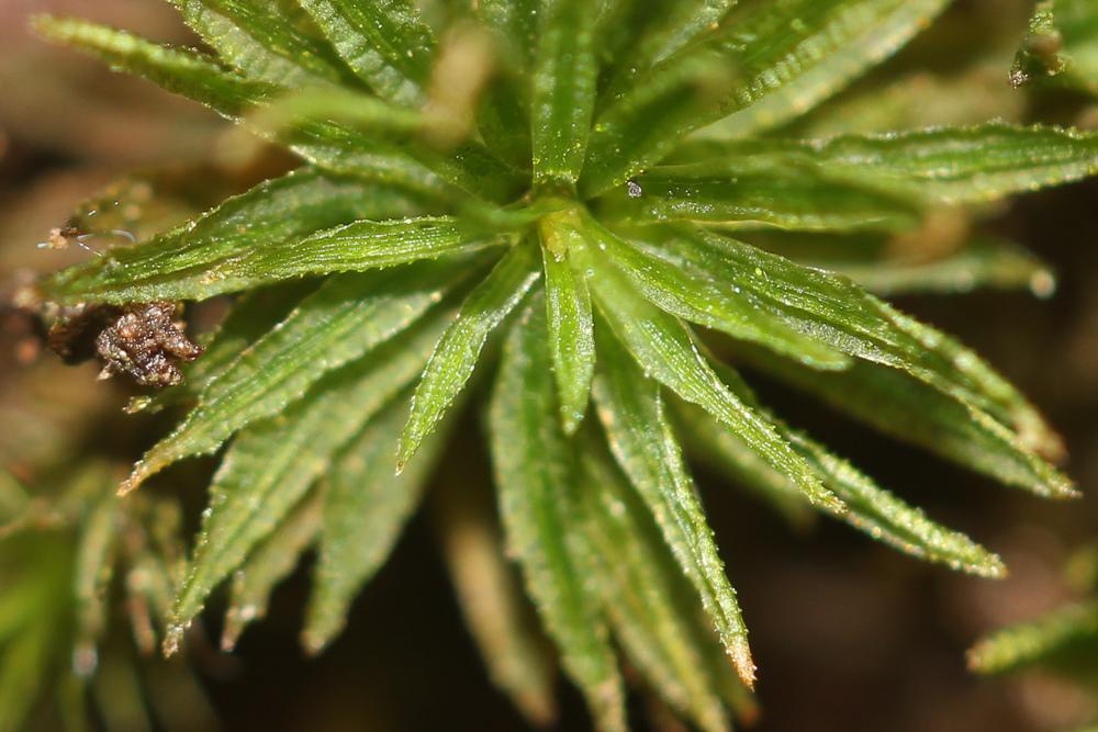 Atrichum angustatum (Brid.) Bruch & Schimp., 1844