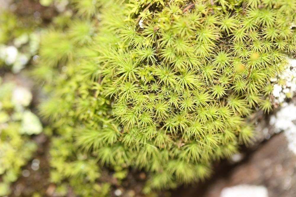 Bartramia stricta Brid., 1803