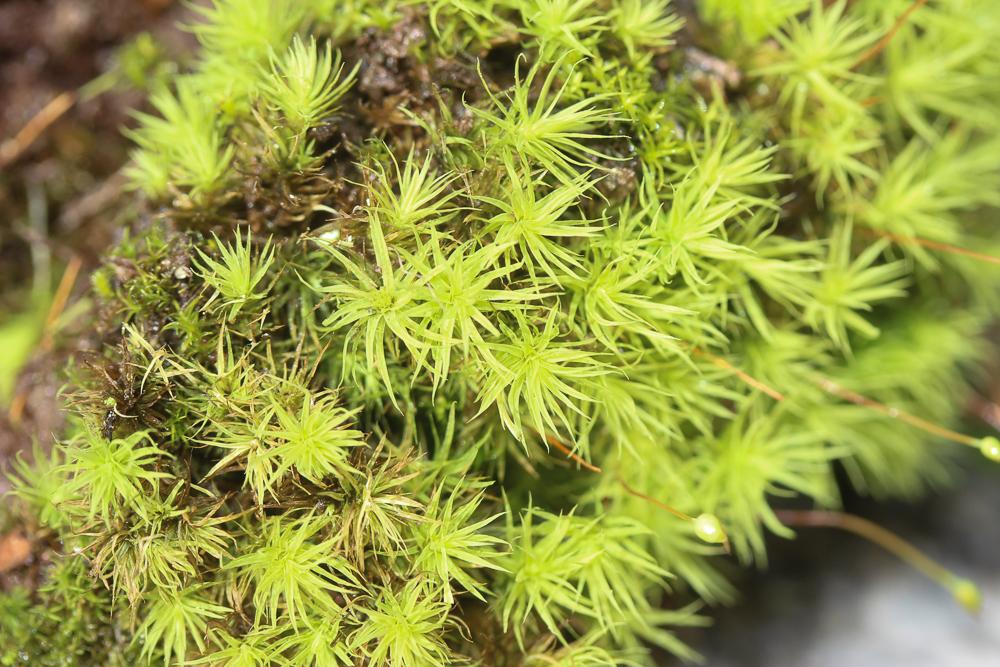 Bartramia pomiformis Hedw., 1801