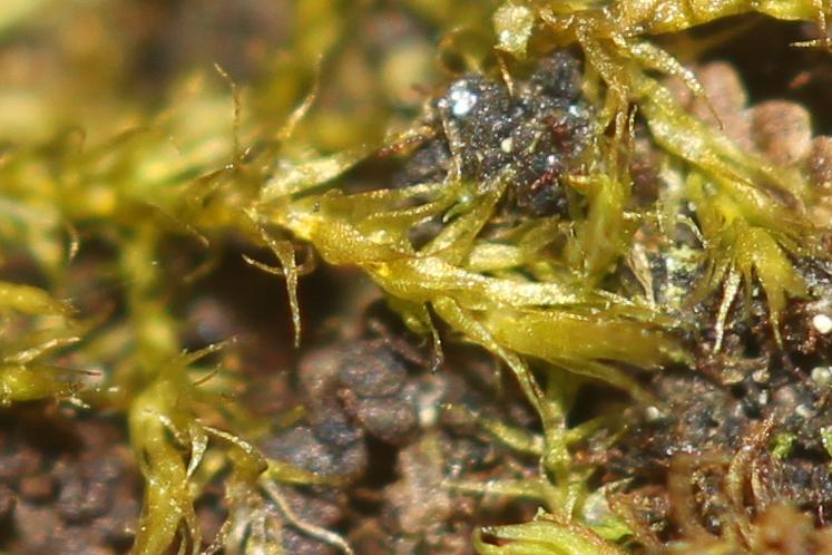 Habrodon perpusillus (De Not.) Lindb., 1863