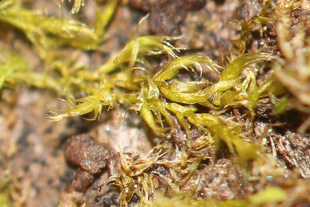 Habrodon perpusillus (De Not.) Lindb., 1863