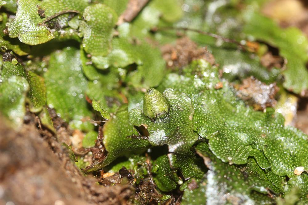 Conocephalum conicum (L.) Dumort.