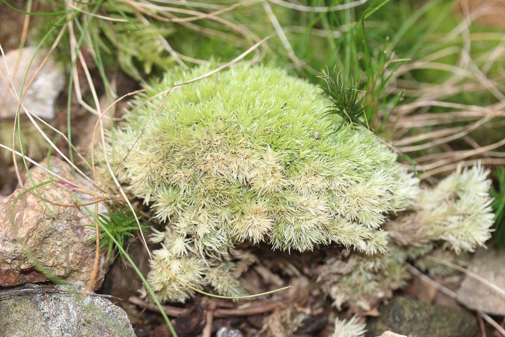 Coussinet des bois Leucobryum glaucum (Hedw.) Ångstr., 1845