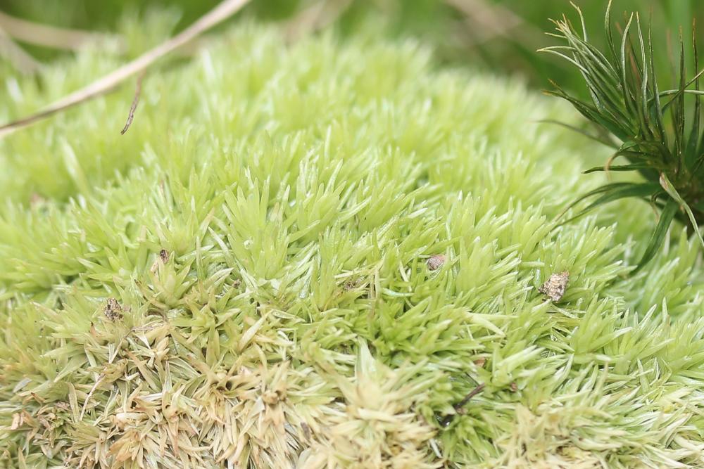 Coussinet des bois Leucobryum glaucum (Hedw.) Ångstr., 1845