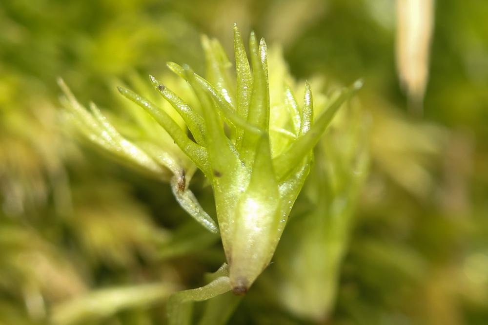 Coussinet des bois Leucobryum glaucum (Hedw.) Ångstr., 1845