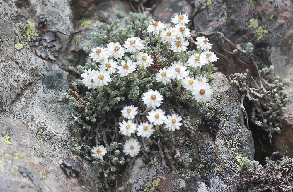 Immortelle des frimas Castroviejoa frigida (Labill.) Galbany, L.Sáez & Benedí, 2004
