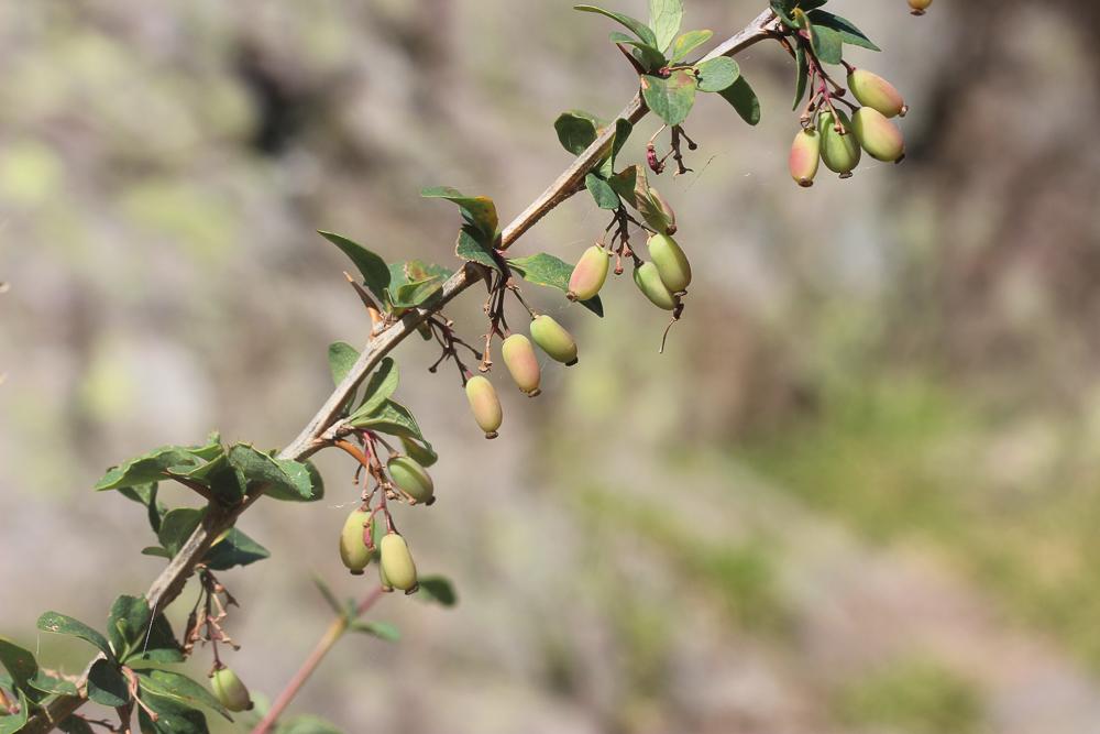Épine-vinette de l'Etna Berberis aetnensis C.Presl, 1826