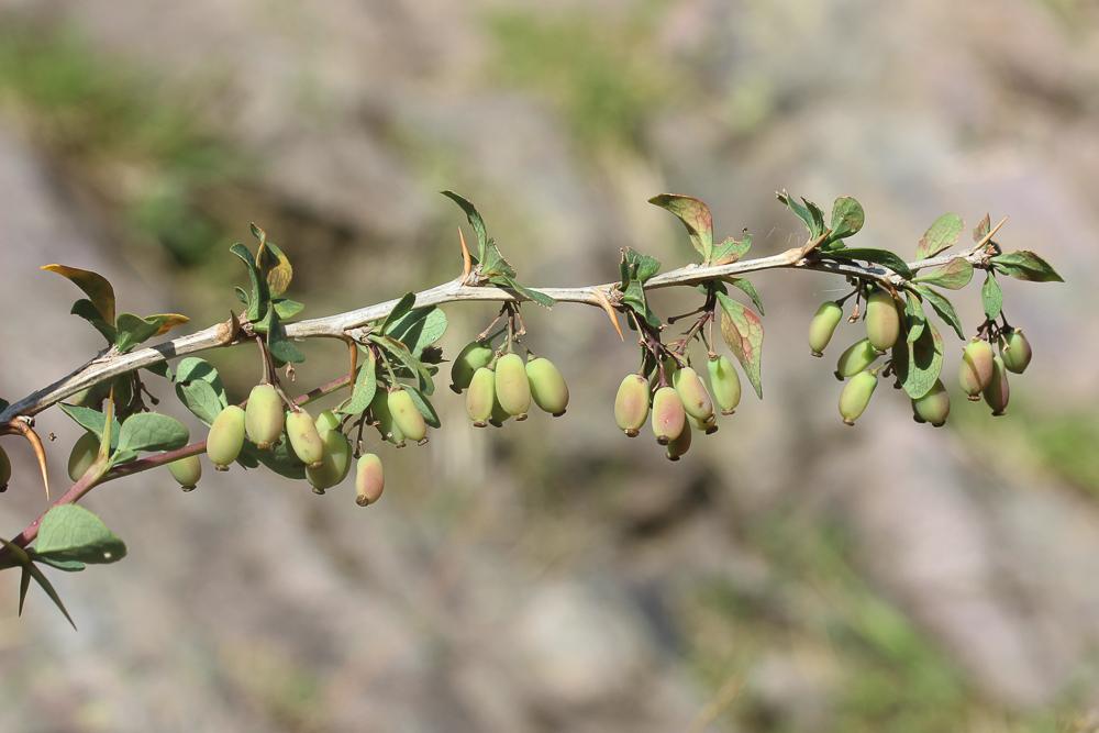 Épine-vinette de l'Etna Berberis aetnensis C.Presl, 1826