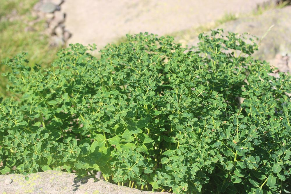 Euphorbe insulaire Euphorbia insularis Boiss., 1860