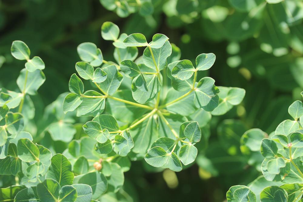 Euphorbe insulaire Euphorbia insularis Boiss., 1860