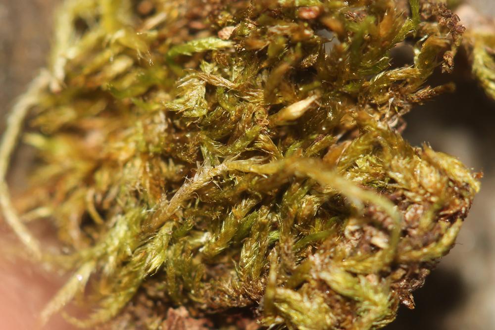 Platygyrium repens (Brid.) Schimp., 1851