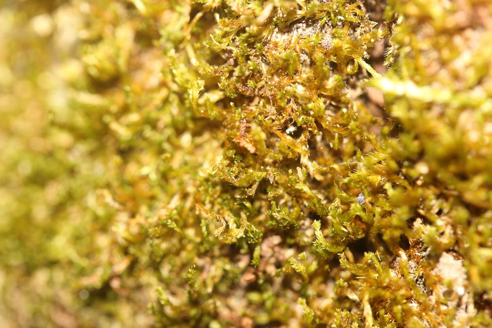 Platygyrium repens (Brid.) Schimp., 1851