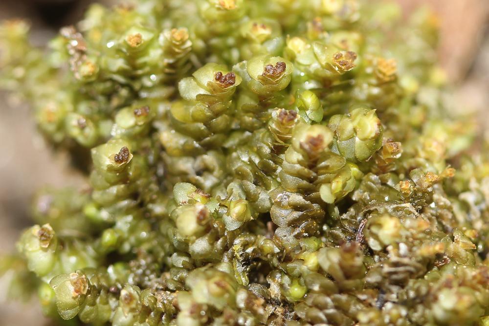 Scapania nemorea (L.) Grolle, 1963
