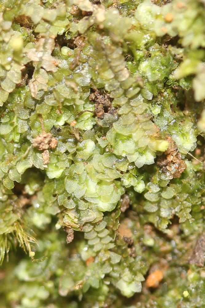 Calypogeia fissa (L.) Raddi, 1818