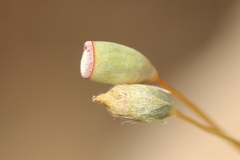 Pogonatum aloides (Hedw.) P.Beauv., 1805
