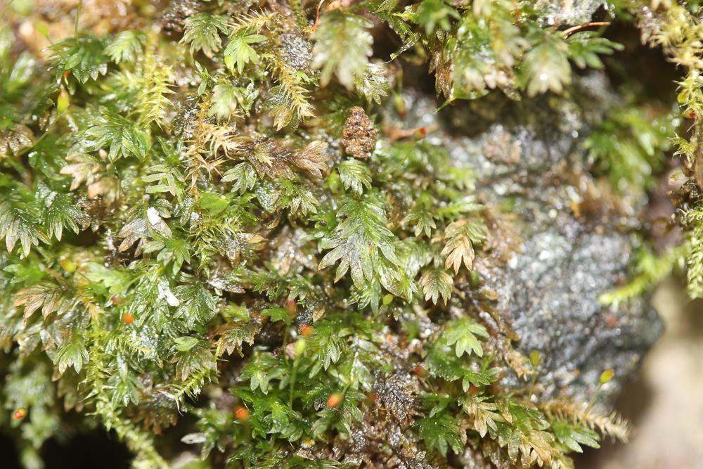 Fissidens bryoides Hedw., 1801