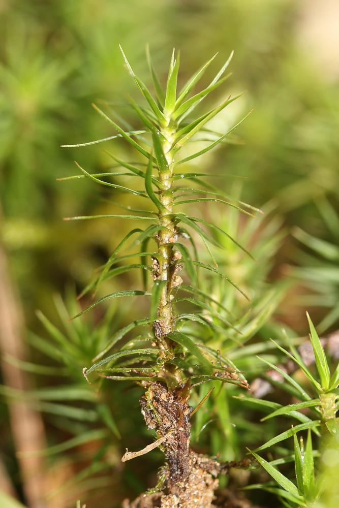  Polytrichum formosum Hedw., 1801