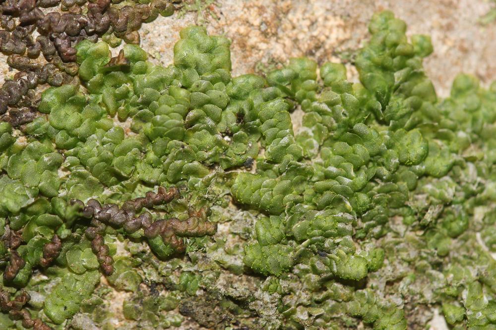  Radula complanata (L.) Dumort., 1831