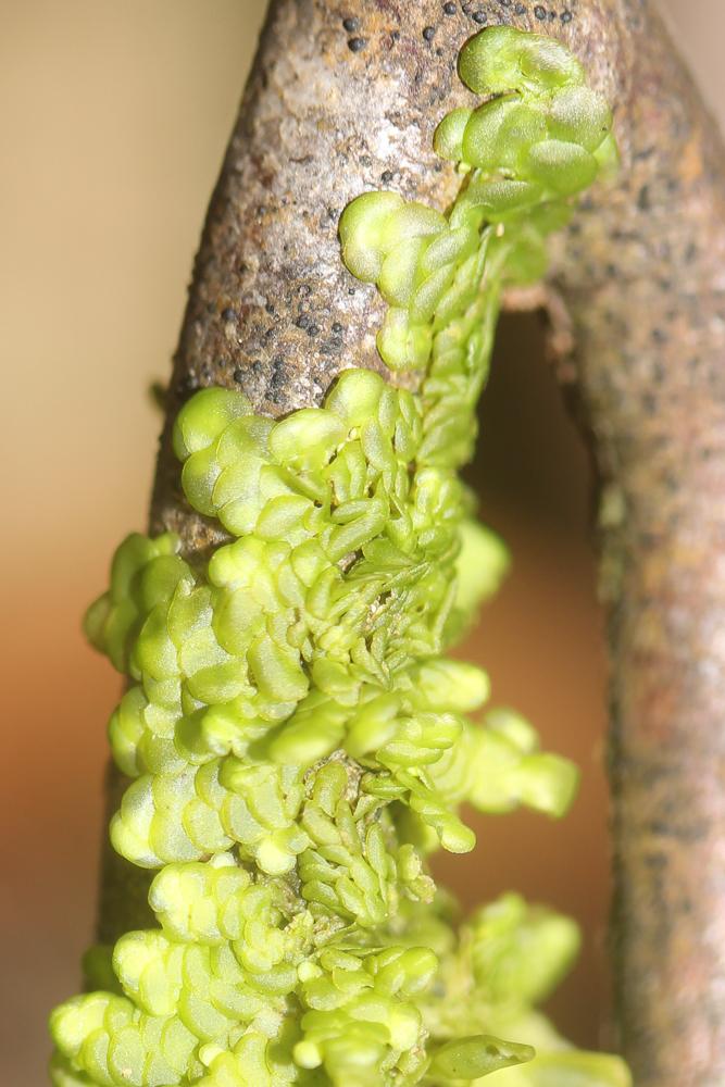  Radula complanata (L.) Dumort., 1831