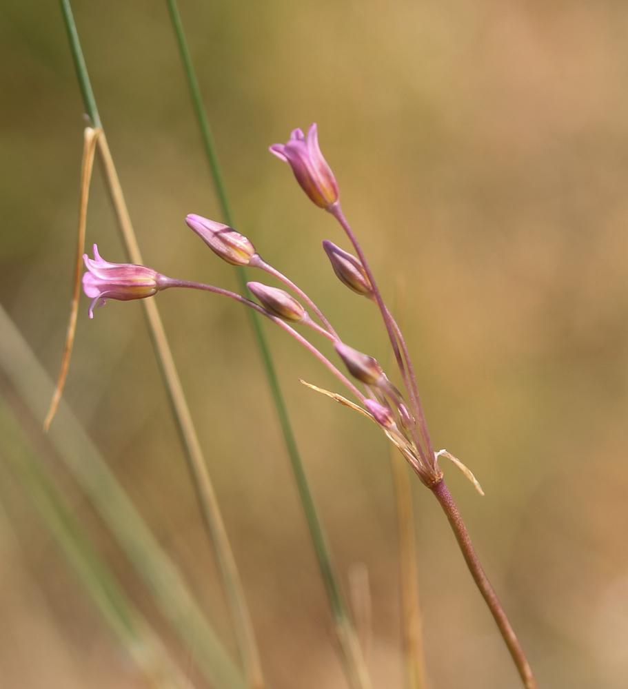 Ail à fleurs peu nombreuses Allium parciflorum Viv., 1825