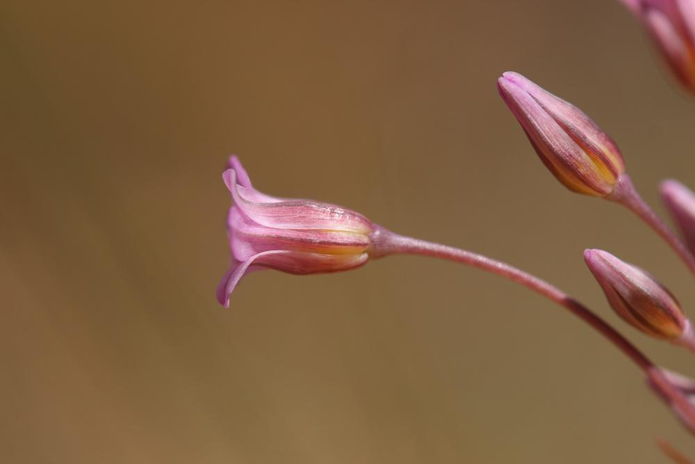 Ail à fleurs peu nombreuses Allium parciflorum Viv., 1825