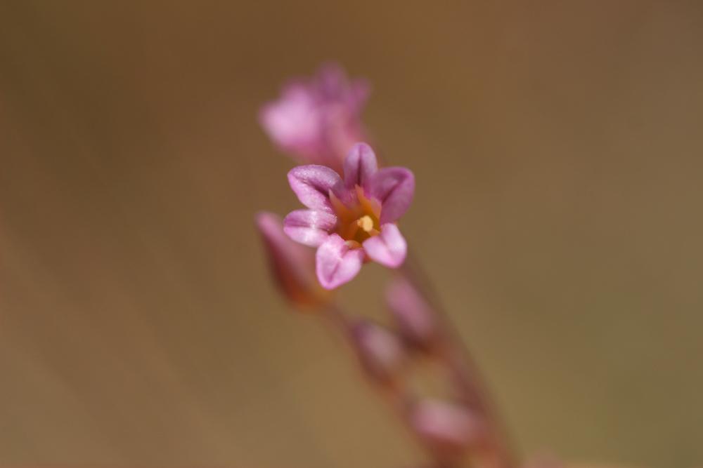 Ail à fleurs peu nombreuses Allium parciflorum Viv., 1825
