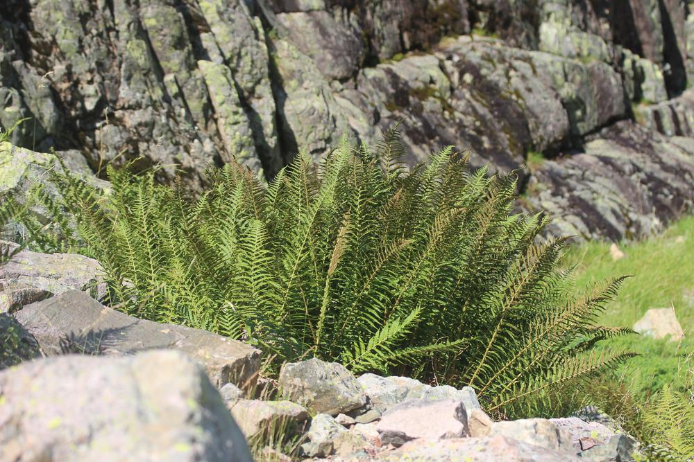 Dryoptéris des montagnes, Dryoptéris des oréades Dryopteris oreades Fomin, 1911