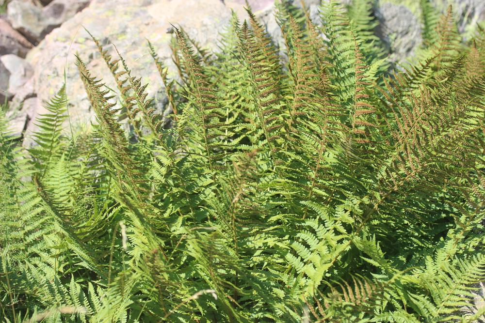 Dryoptéris des montagnes, Dryoptéris des oréades Dryopteris oreades Fomin, 1911