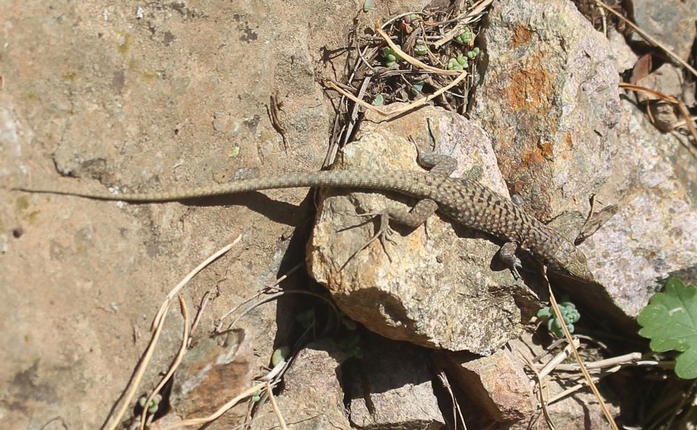Lézard de Bedriaga Archaeolacerta bedriagae (Camerano, 1885)