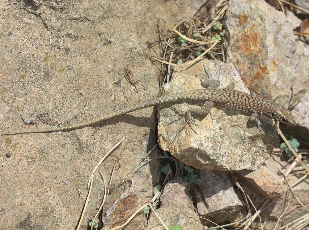 Lézard de Bedriaga Archaeolacerta bedriagae (Camerano, 1885)