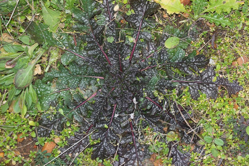 Molène blattaire, Herbe aux mites Verbascum blattaria L., 1753