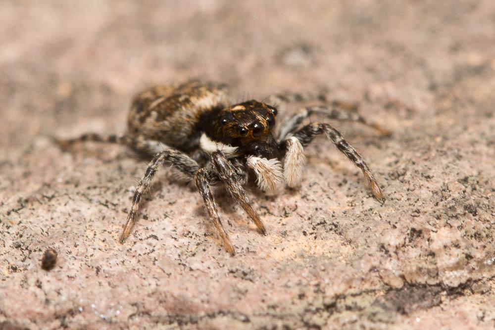  Menemerus semilimbatus (Hahn, 1827)