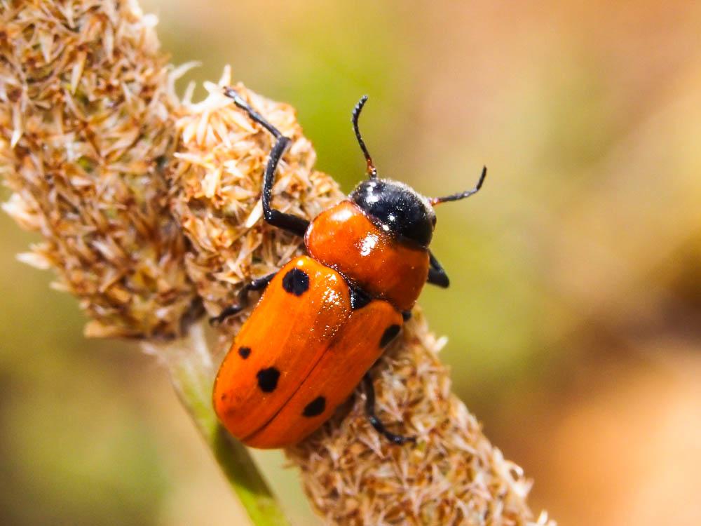 Antipe à six tâches Tituboea sexmaculata (Fabricius, 1781)