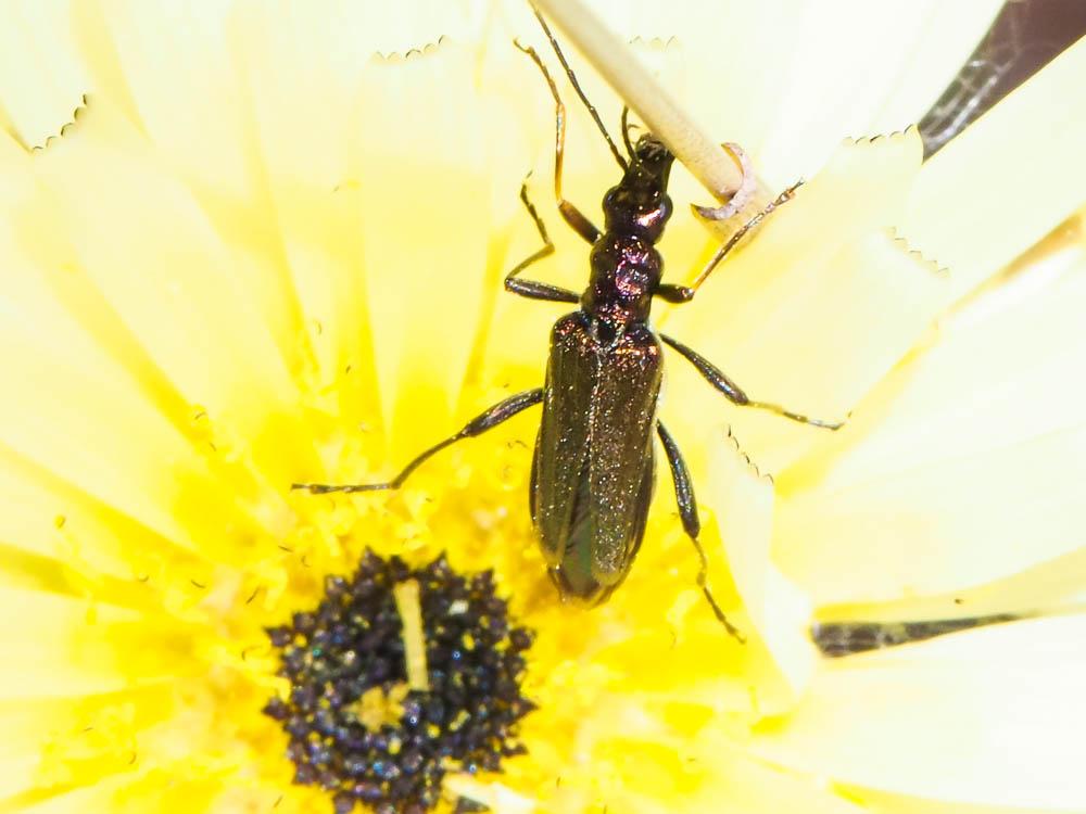 Le  Oedemera flavipes (Fabricius, 1792)