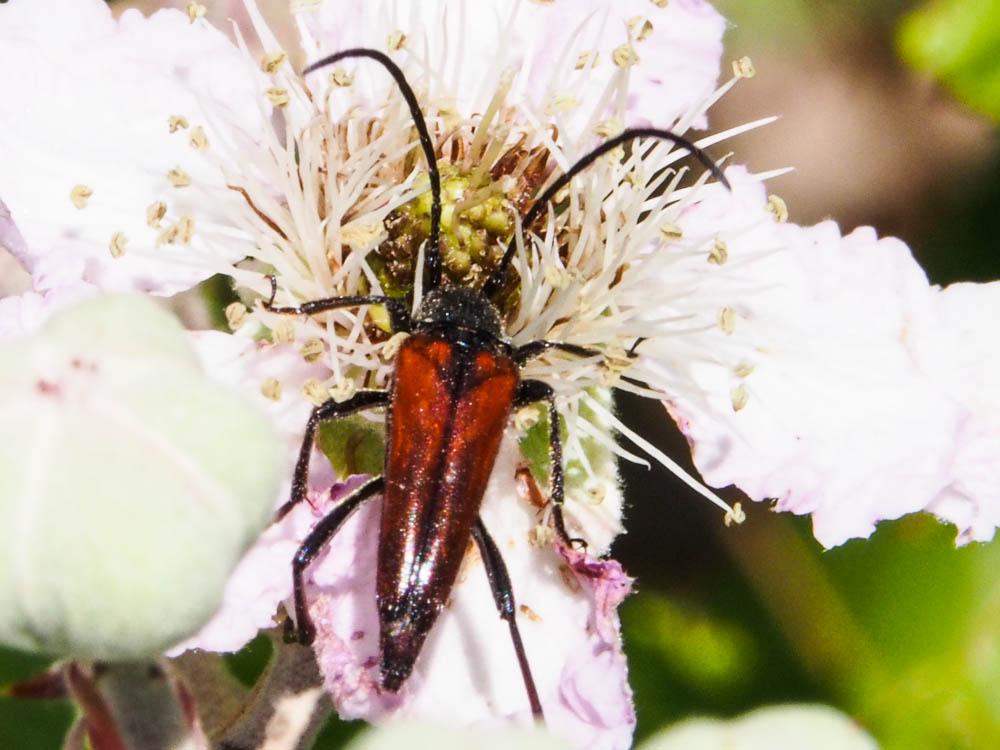 La  Stenurella bifasciata (Müller, 1776)
