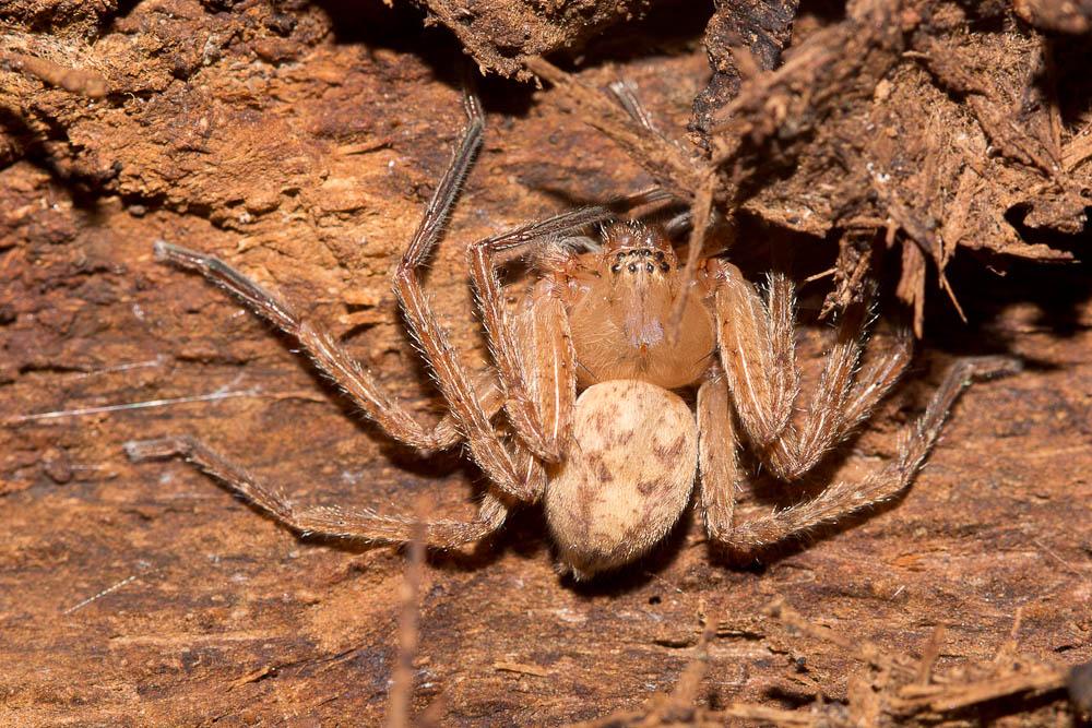 Olios argelasius (Walckenaer, 1806)