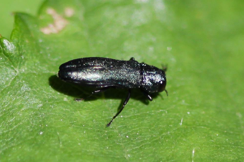 Agrilus Curtis, 1825