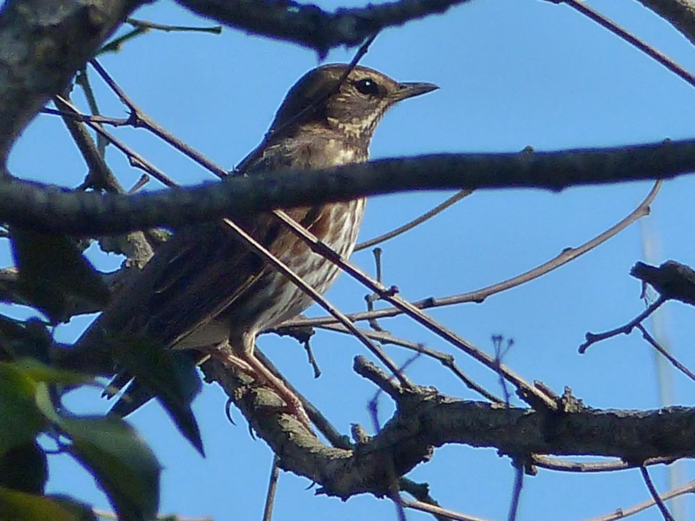Grive mauvis Turdus iliacus Linnaeus, 1766