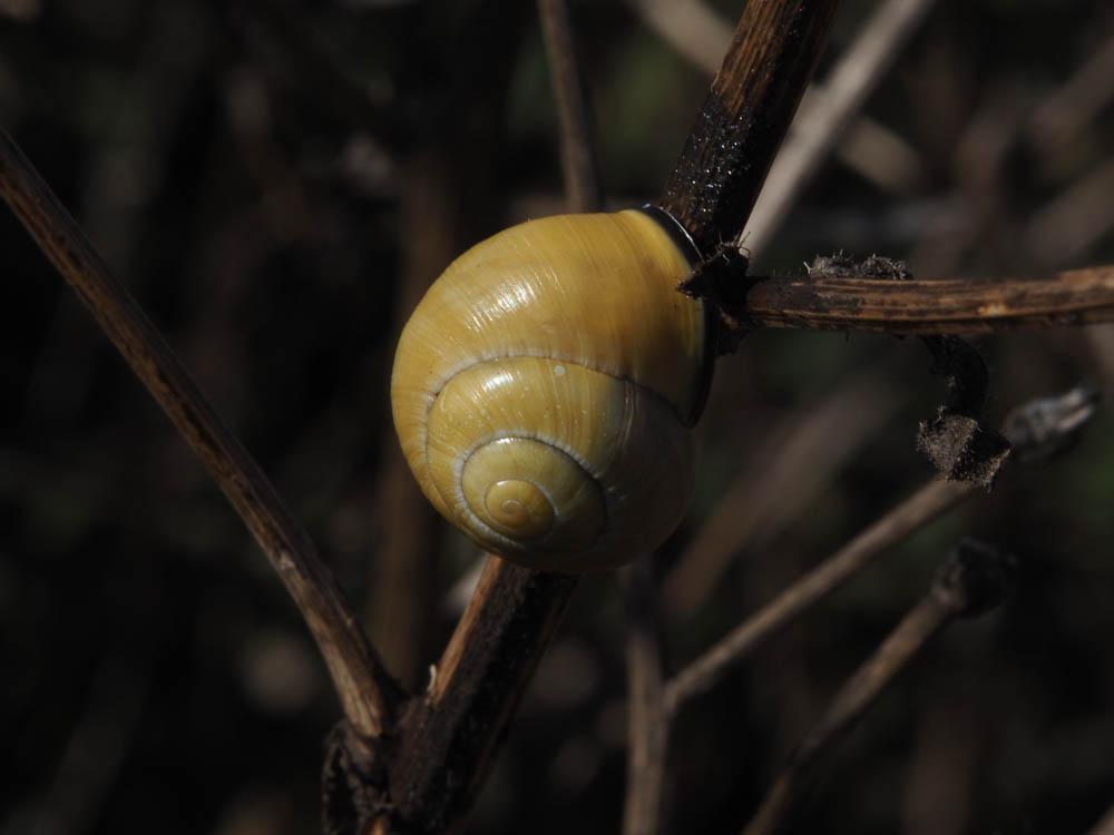 Escargot des haies Cepaea nemoralis (Linnaeus, 1758)