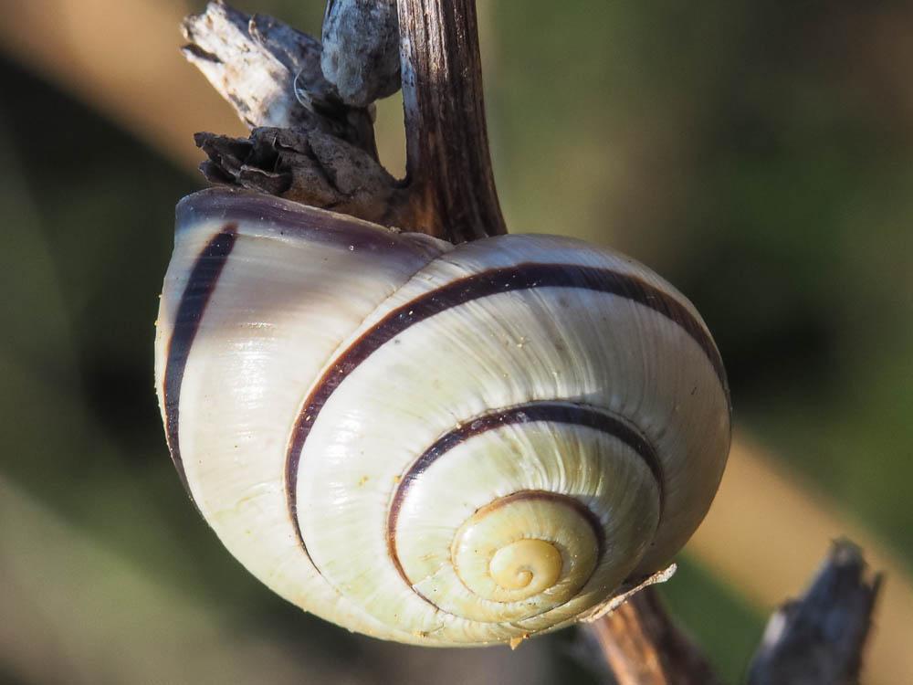 Escargot des haies Cepaea nemoralis (Linnaeus, 1758)