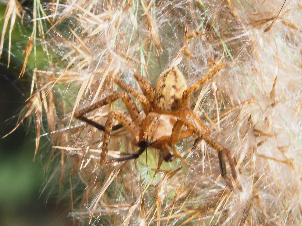 Olios argelasius (Walckenaer, 1806)