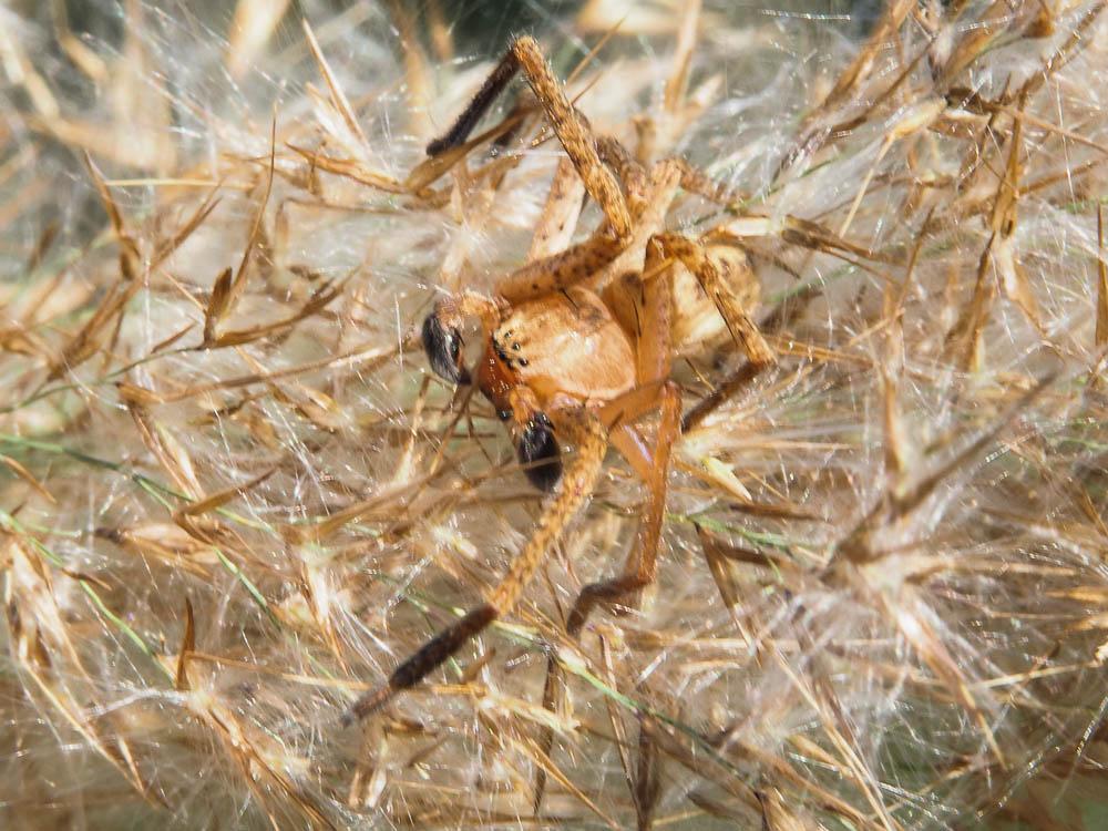  Olios argelasius (Walckenaer, 1806)