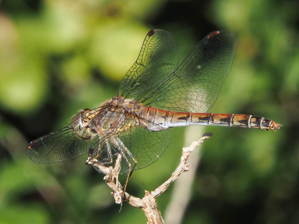 Sympétrum fascié (Le) Sympetrum striolatum (Charpentier, 1840)