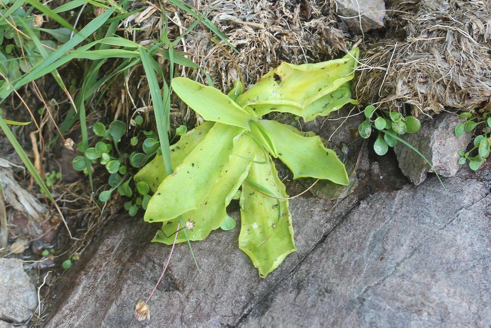 Grassette des Alpes, Grassette de Corse Pinguicula corsica Bernard & Gren., 1853