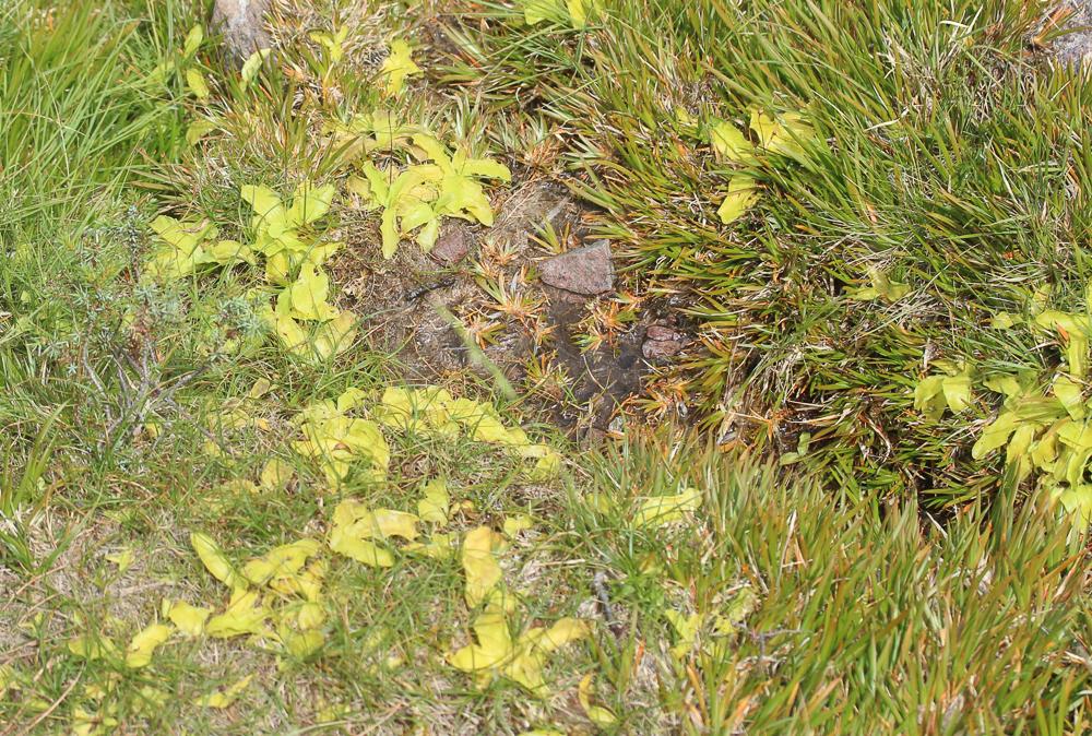 Grassette des Alpes, Grassette de Corse Pinguicula corsica Bernard & Gren., 1853