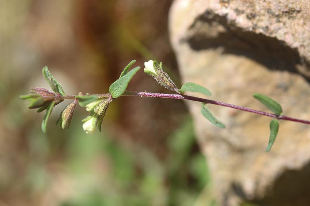 Euphraise de Corse, Odontitès de Corse Odontites corsicus (Loisel.) G.Don, 1838
